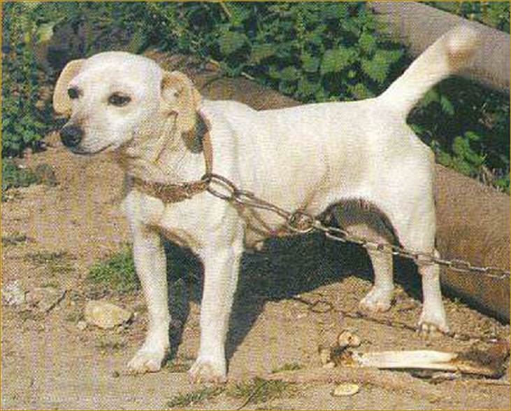 Карликовые породы собак: топ пород - карликовые собаки с фото