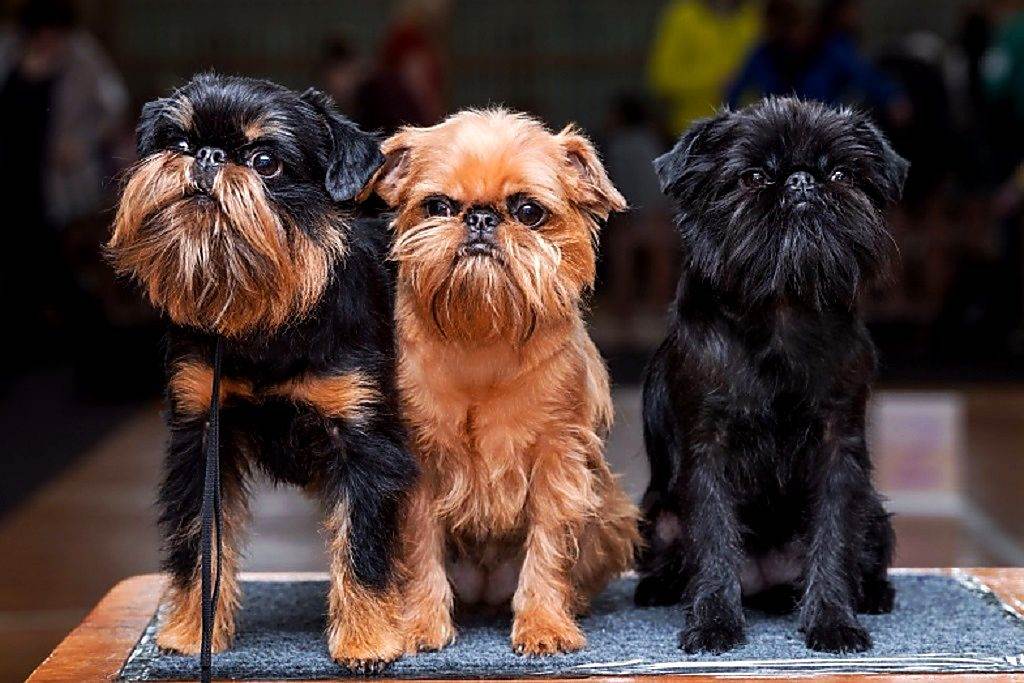 Брюссельский гриффон — фото и описание породы собак, характер, особенности ухода