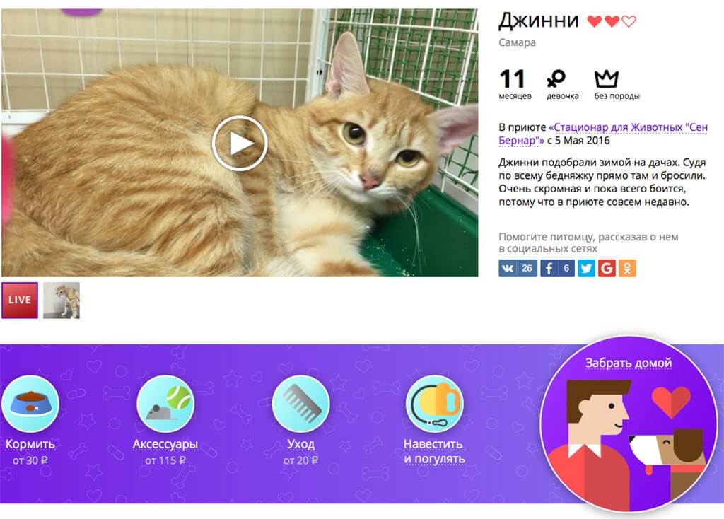 Накормить, погулять, вылечить — большая подборка российских pettech-проектов
