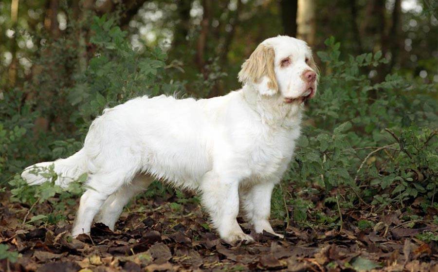 Кламбер-спаниель: описание породы собак - окружающий мир вокруг нас