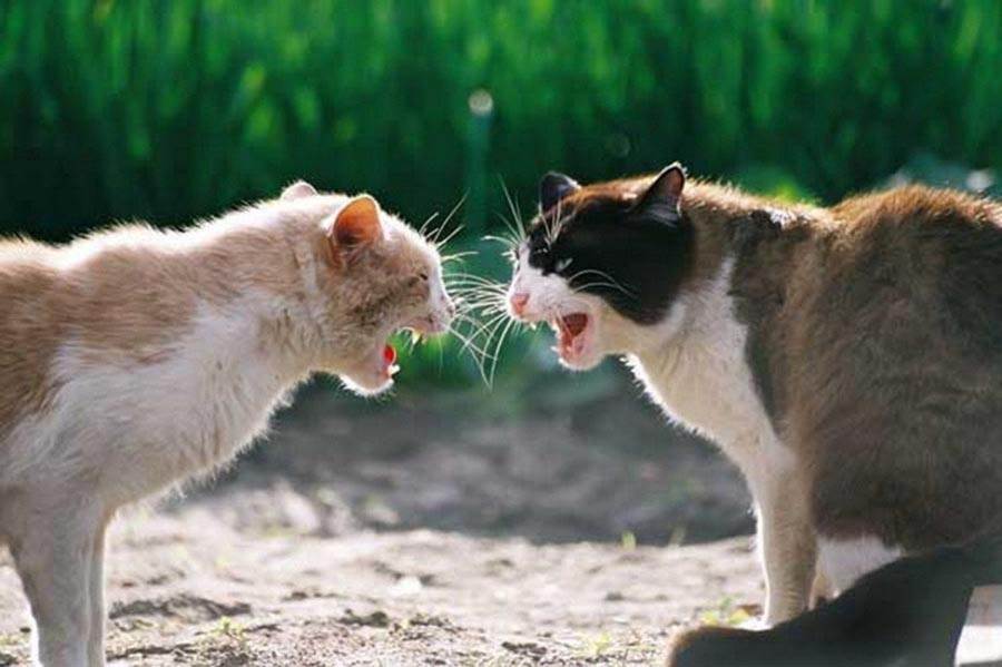 Ультразвук – эффективный отпугиватель для кошек