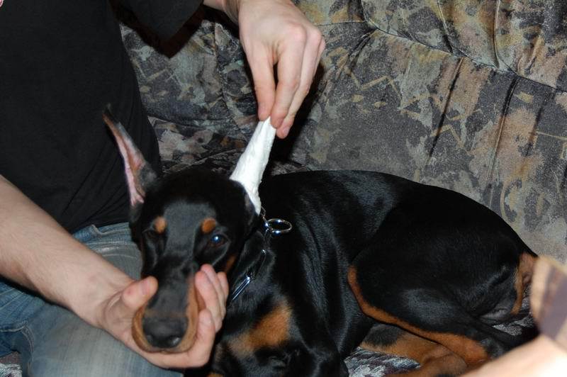 Купирование ушей и хвоста у собак породы доберман