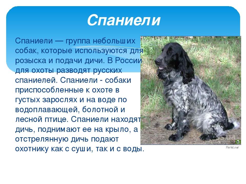 Как правильно выбрать щенка русского охотничьего спаниеля ????