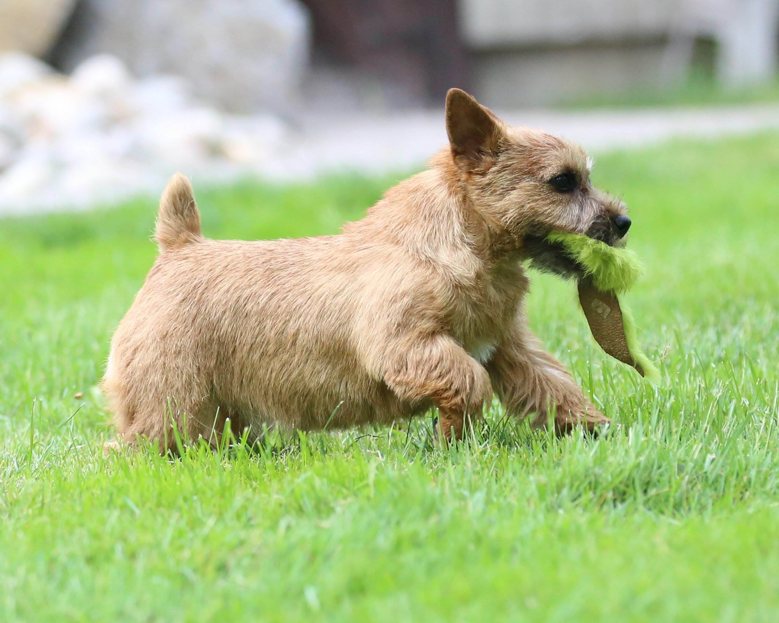 Порода собак норвич-терьер: фото, видео, описание породы и характер
