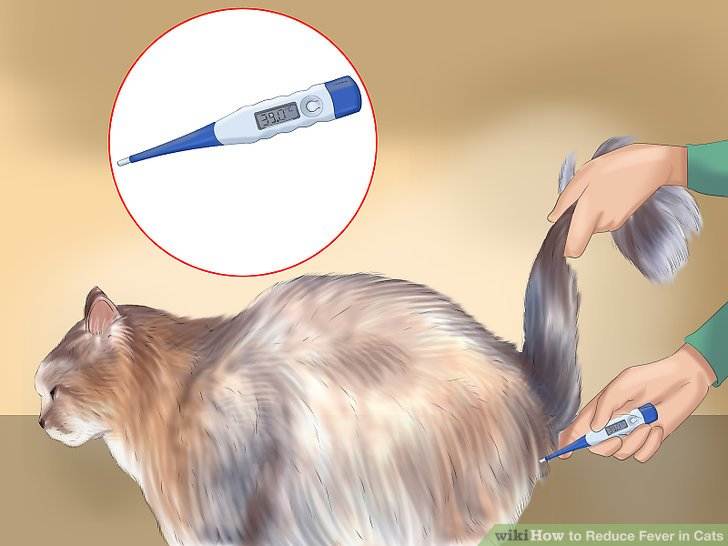 Как понять, что у кошки температура: определяем с градусником и без | ваши питомцы