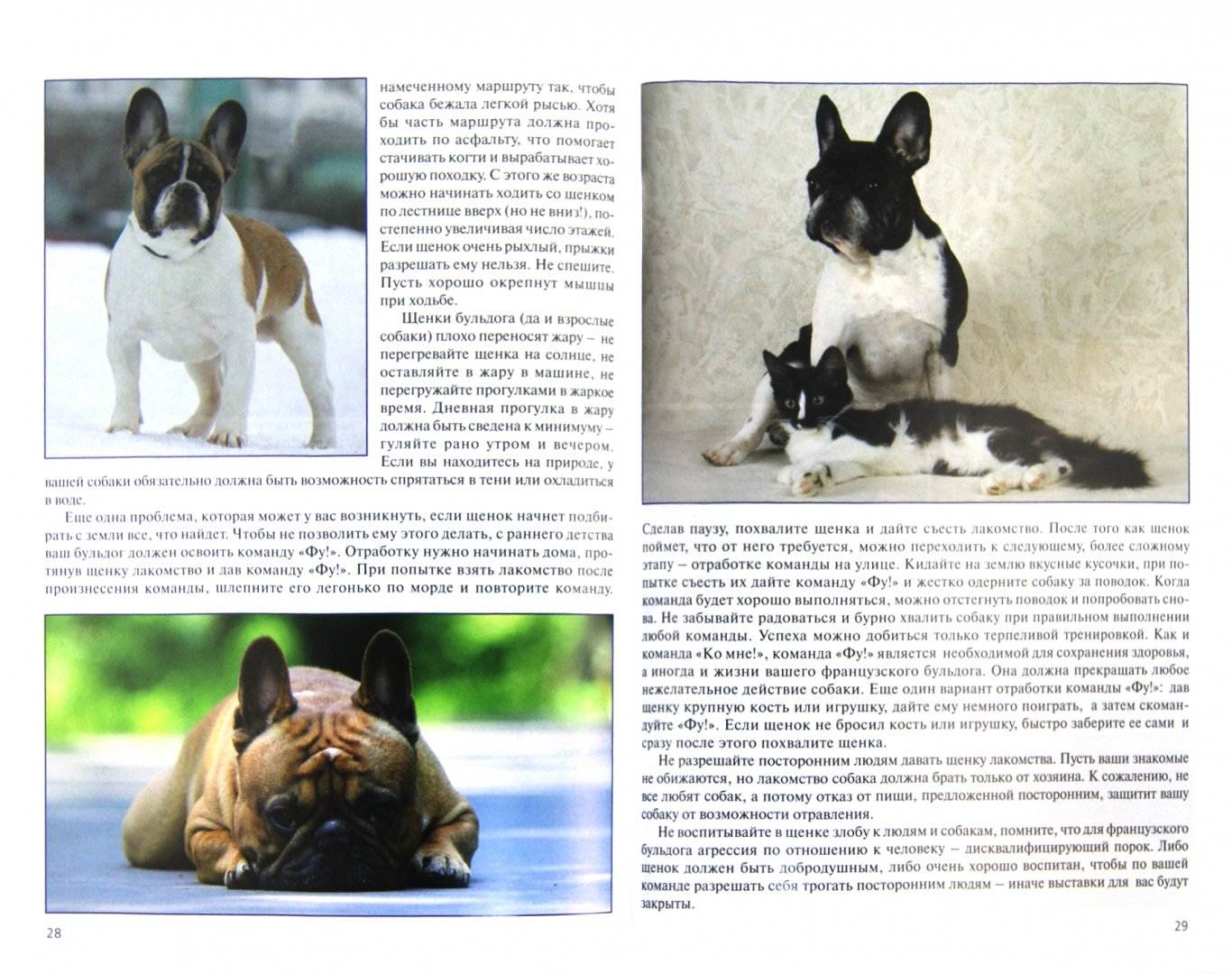 Дрессировка французского бульдога: порода собаки фото, как воспитывать щенка в домашних условиях, злой