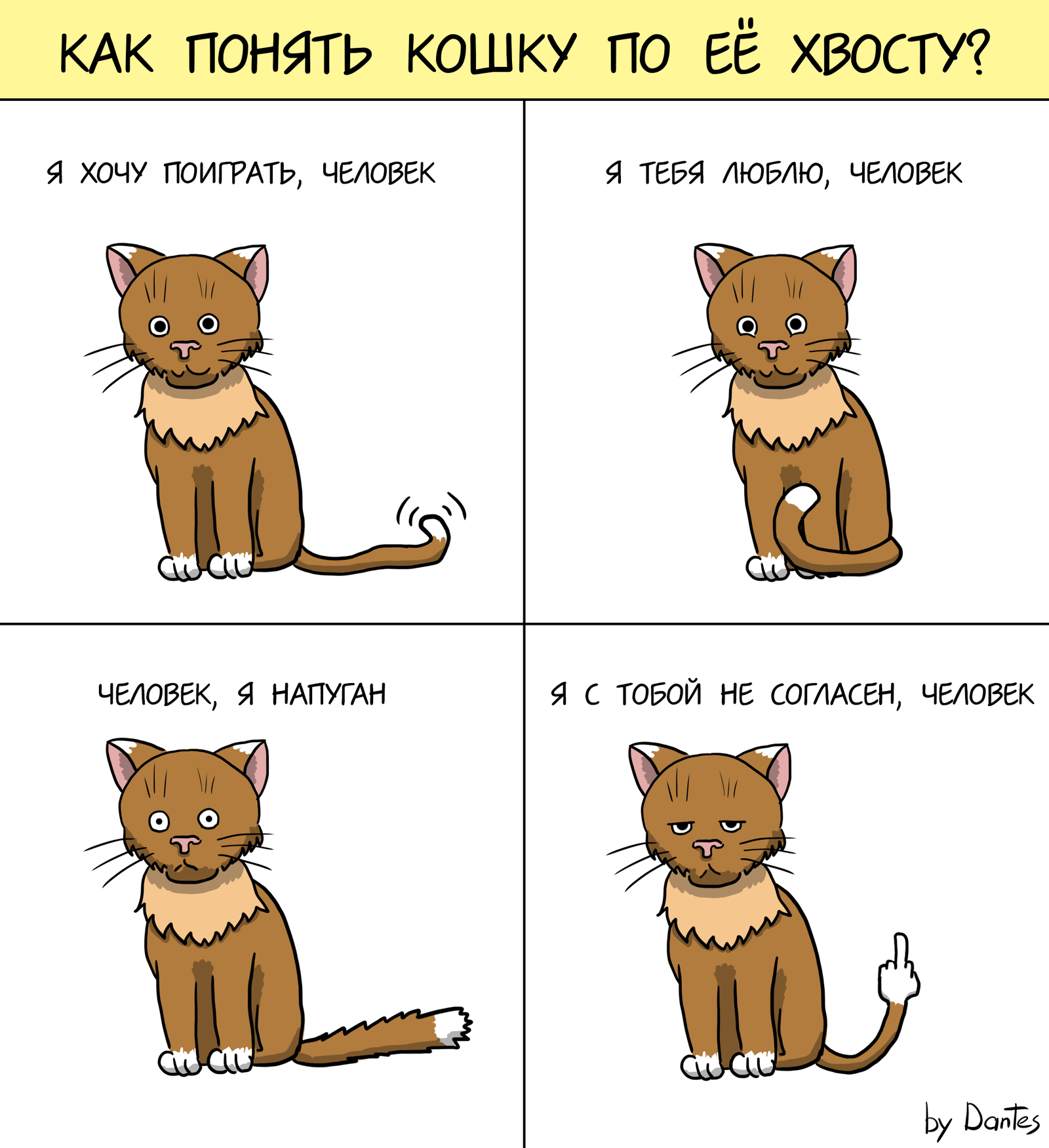 Как показать коту свою привязанность: 11 шагов