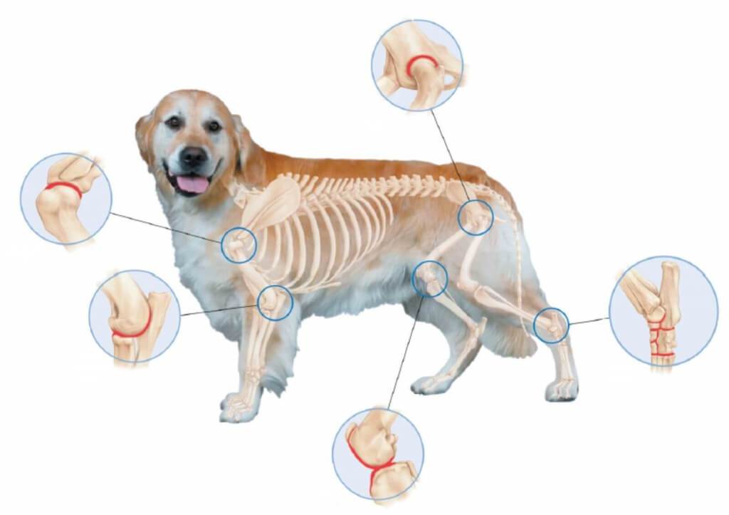 Инфекции мочеполовой системы у собак