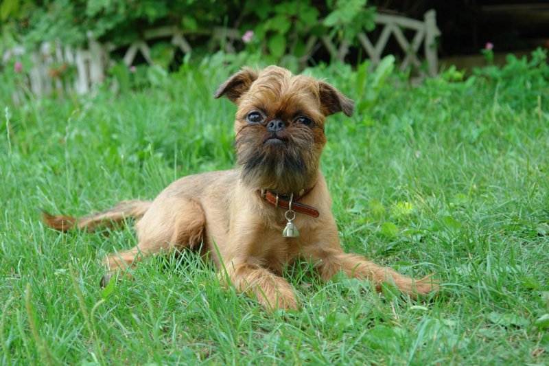Порода собак грифон: описание брюссельского гриффона, отзывы, уход и содержание