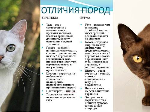 Бурманская кошка: внешний вид и характер, уход и питание, болезни, фото