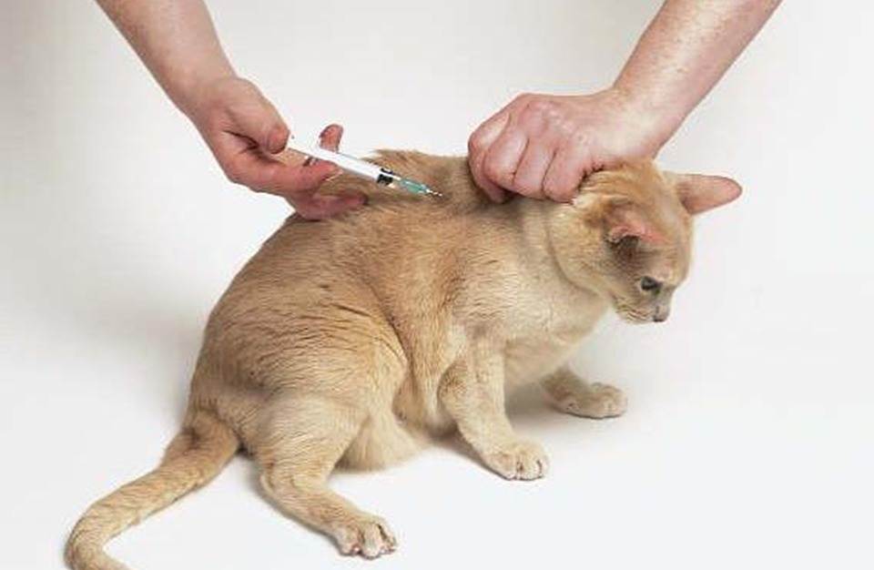Как сделать укол кошке (фото + видео): пошаговый алгоритм действий от ветеринарного врача