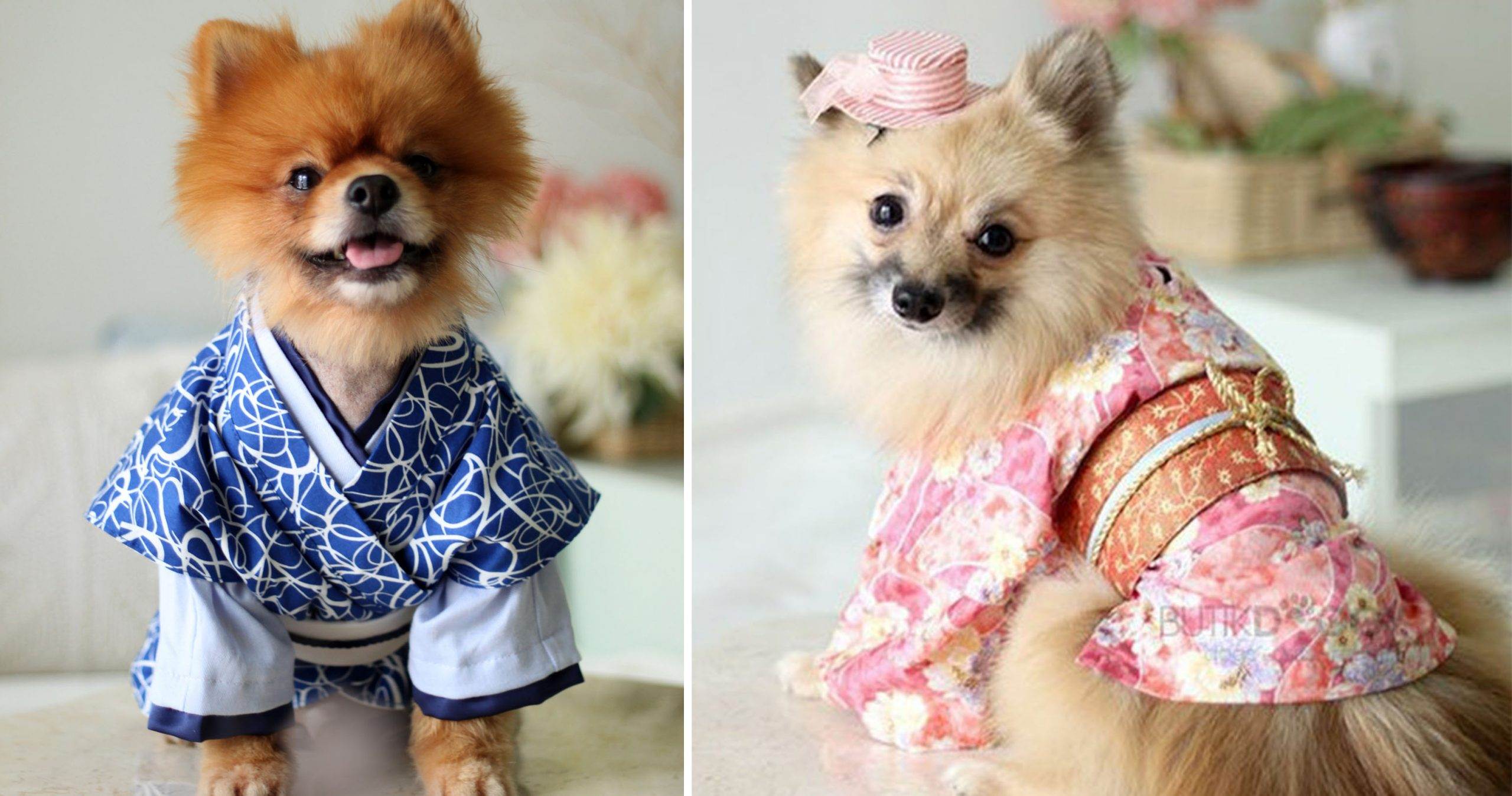 Японские клички для собак: красивые и забавные имена для мальчиков и девочек