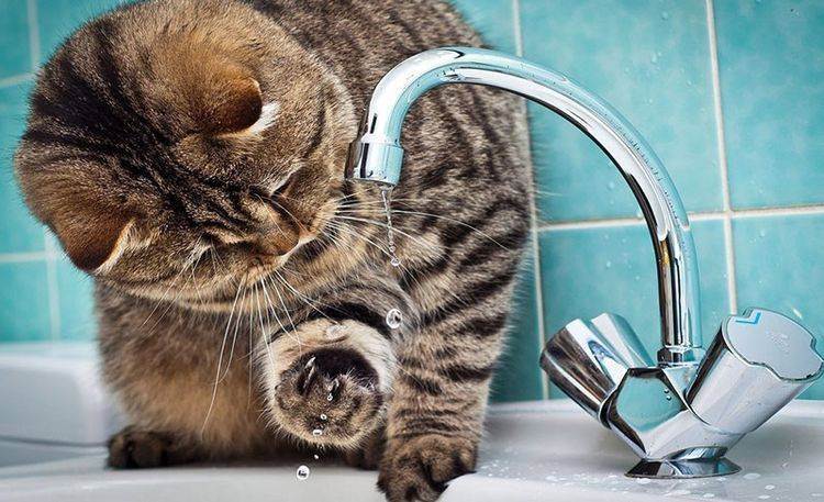 Почему кошки после стерилизации не едят и не пьют воду: что делать