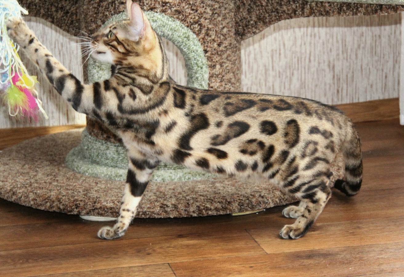 Бенгальская леопардовая кошка: описание породы с фото — pet-mir.ru