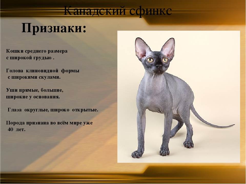 Как вывели породу кошек сфинкс