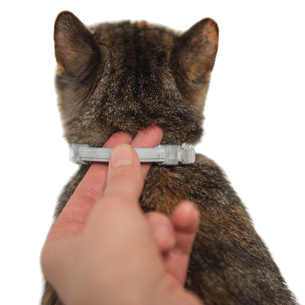 Ошейник от блох и клещей для кошек: как действует и сколько носить