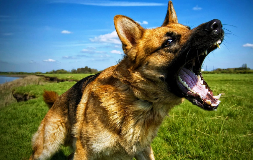 Как отучить собаку лаять дома | сайт о маленьких собачках и не только