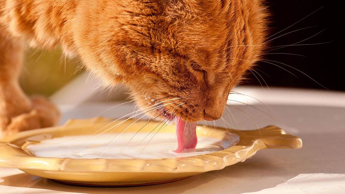 Кошка лакает