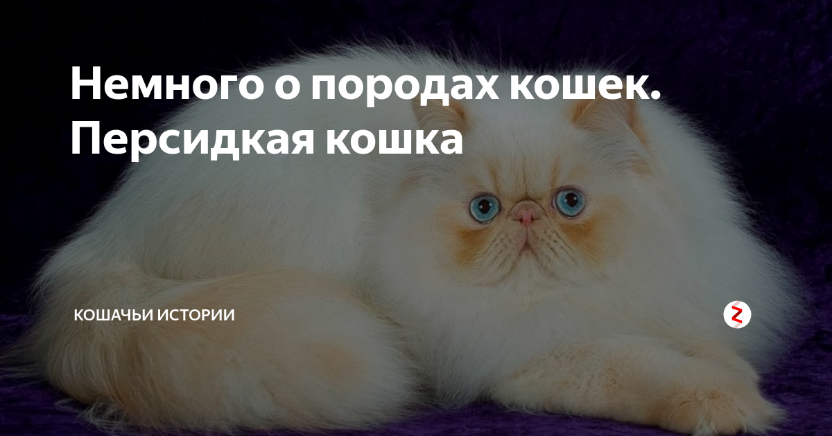 Русские кошки: названия пород (список), их история и описание, фото