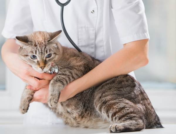 Лечение сердечной недостаточности у кошек
