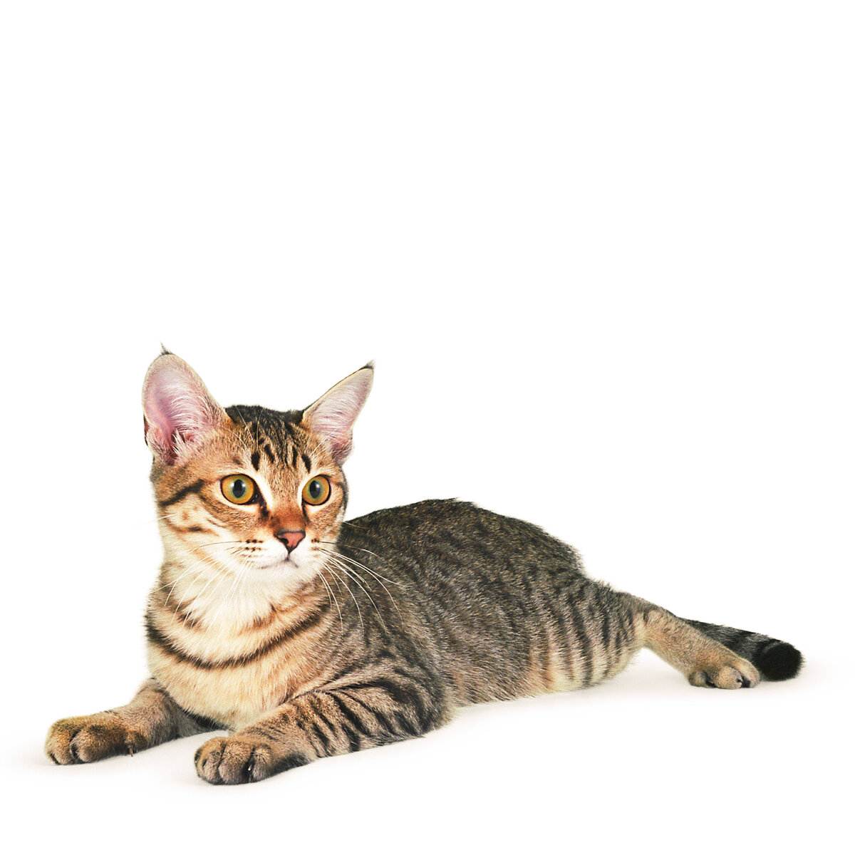 ᐉ азиатская табби: описание и характеристика породы кошек, правила ухода и питания - kcc-zoo.ru