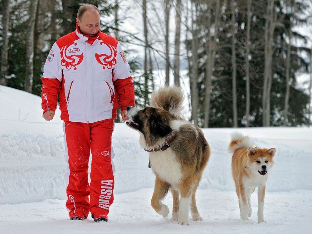 Собака путина: фото питомцев российского президента с названиями и указанием пород