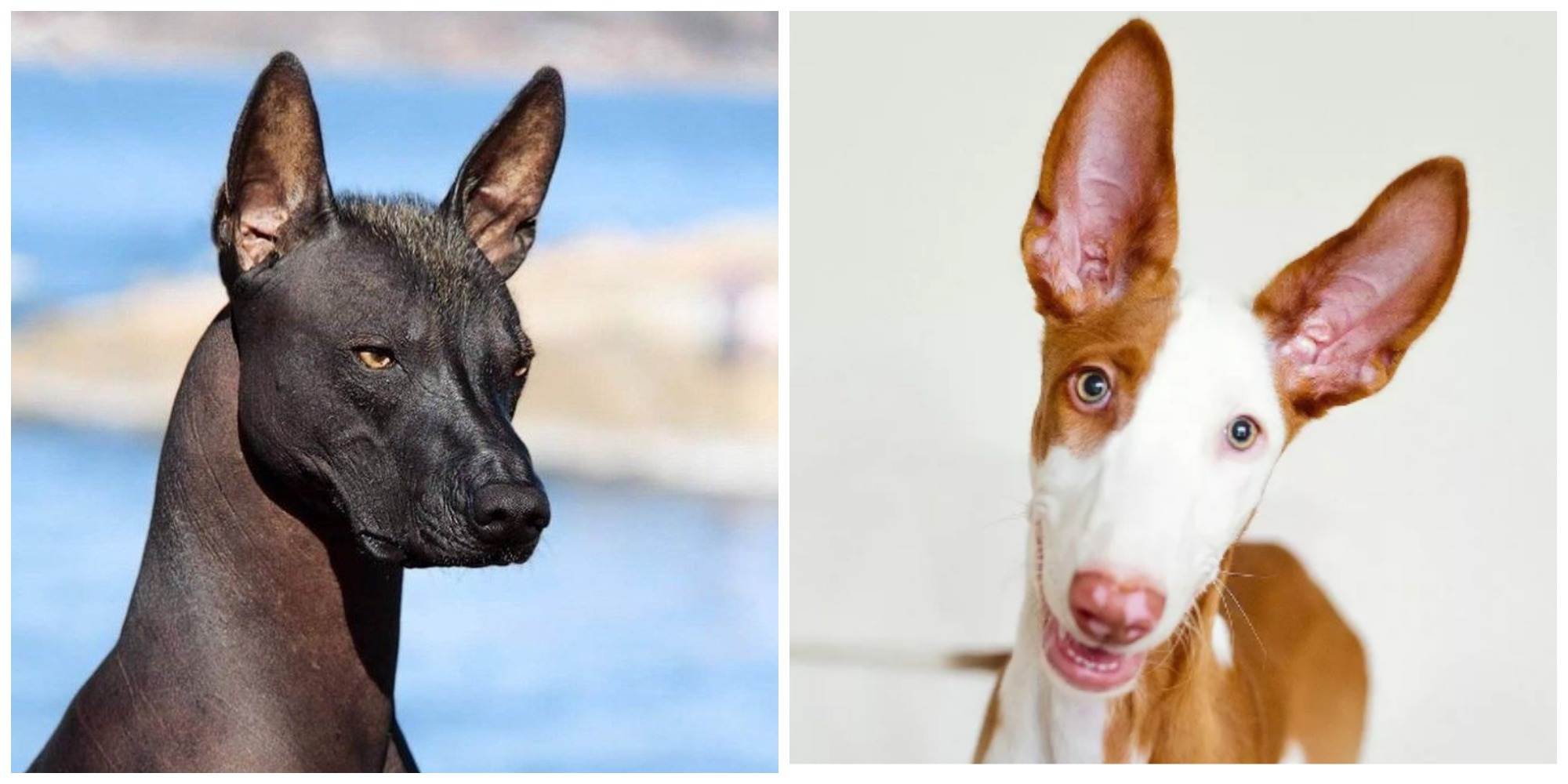 Необычные породы собак: самые удивительные питомцы со всего мира, описание, фотографии, любопытные факты