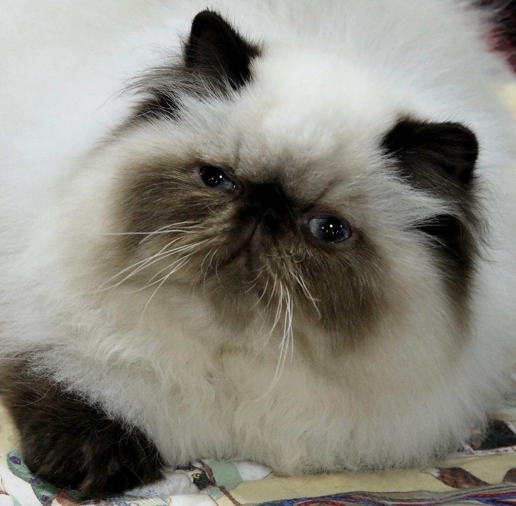 Гималайские кошки: описание породы, характер, здоровье