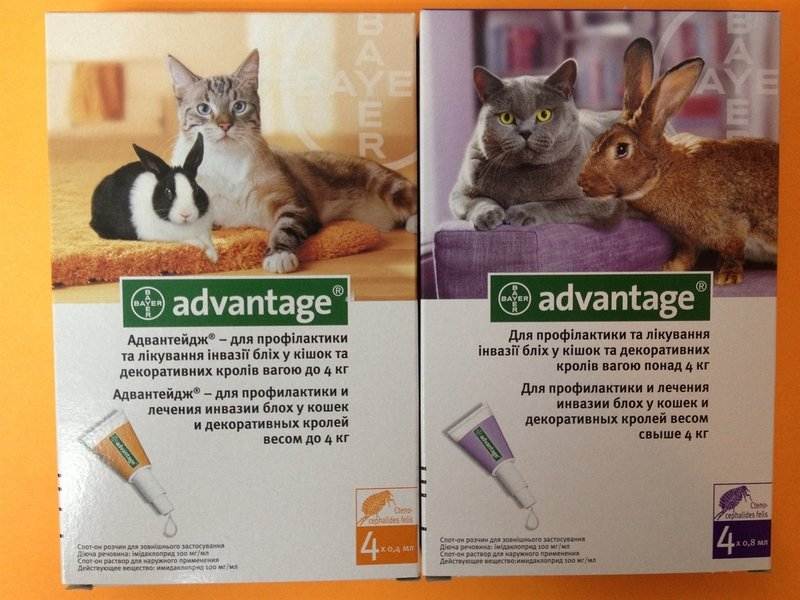 Адвантейдж для кошек: инструкция по применению | ваши питомцы