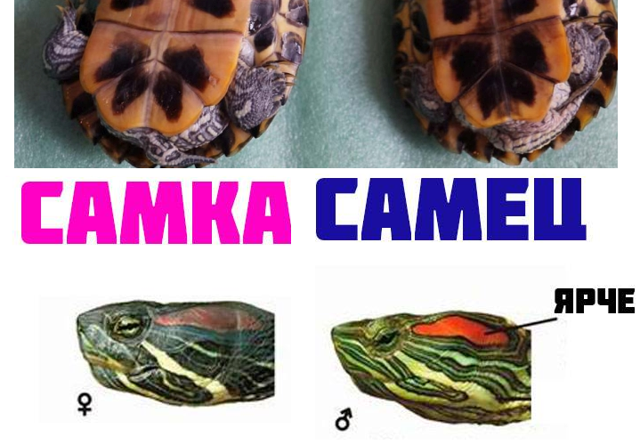 Рекомендации, как точно определить пол красноухой черепахи. отличия по общим признакам - твой питомец