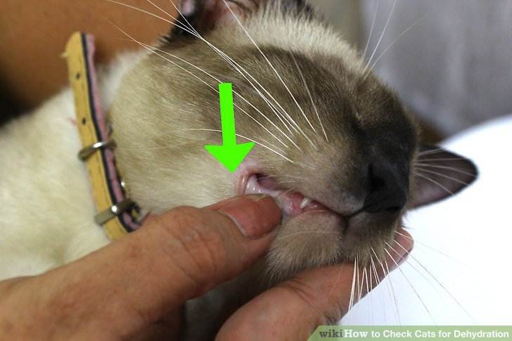 Отравление у кошек: симптомы и лечение в домашних условиях