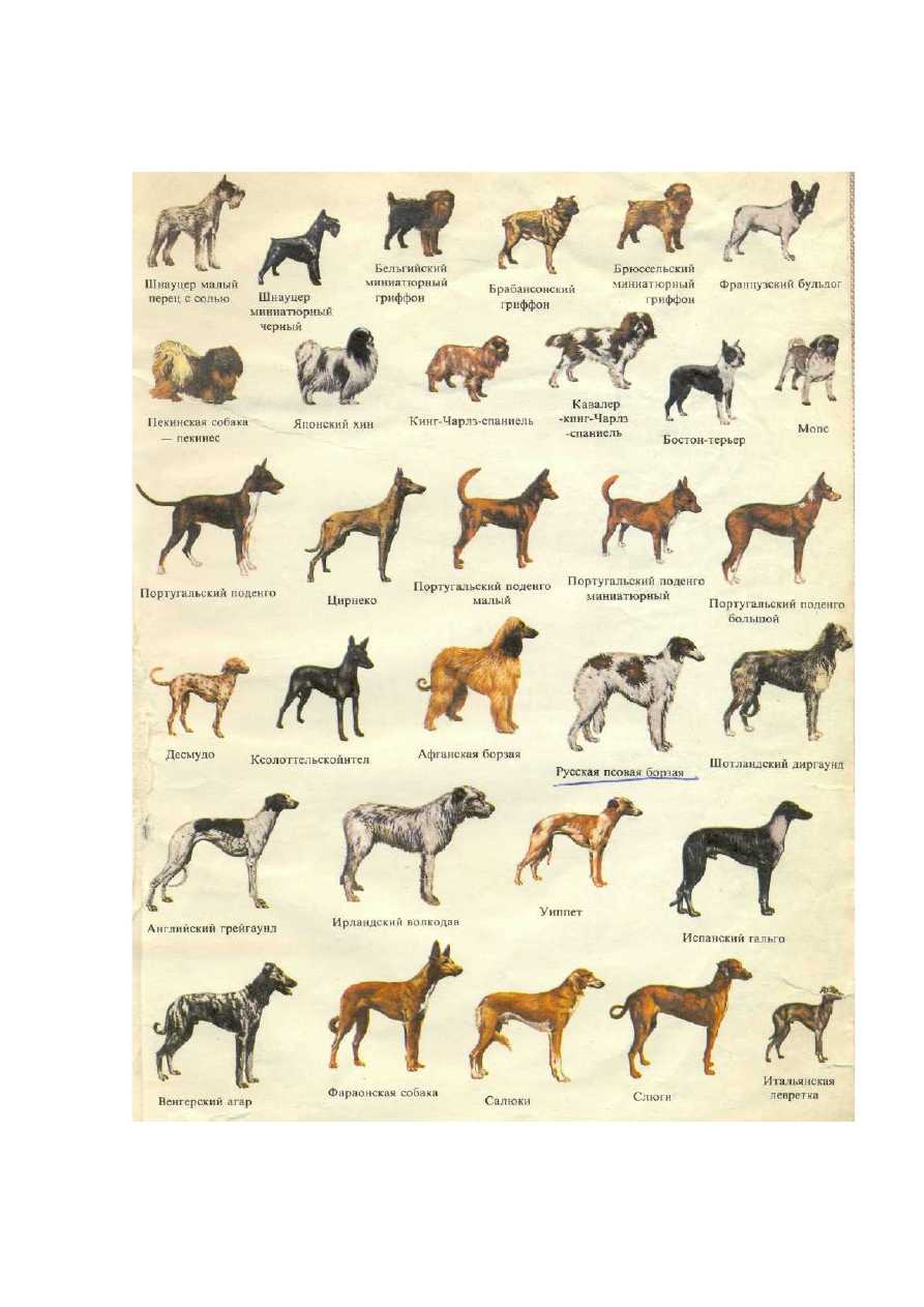Древнейшие породы собак: общая характеристика и представители