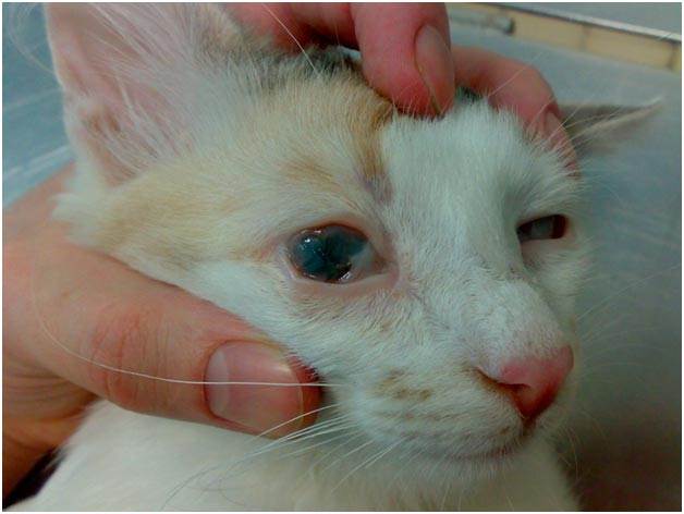 У котенка гноятся глаза: почему, причины, что делать, лечение