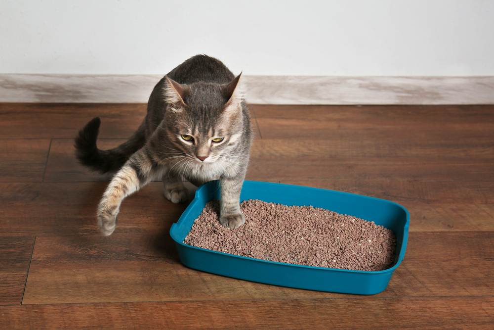 Адаптация кошки: как уменьшить стресс от переезда в новый дом