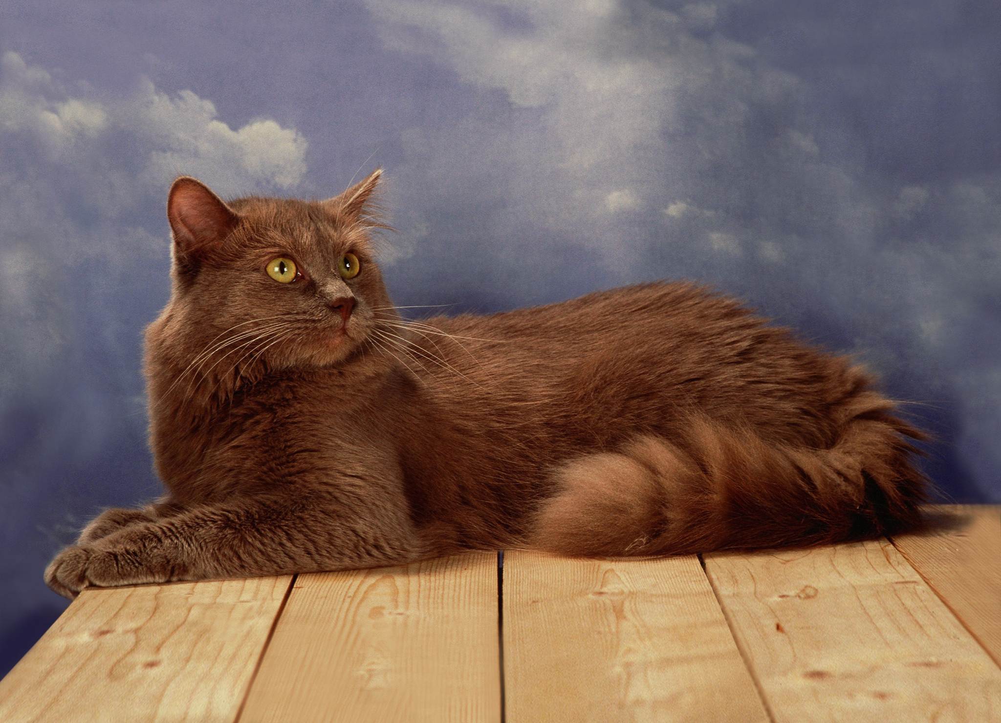 Шантильи тиффани: описание породы, фото кошки, цена