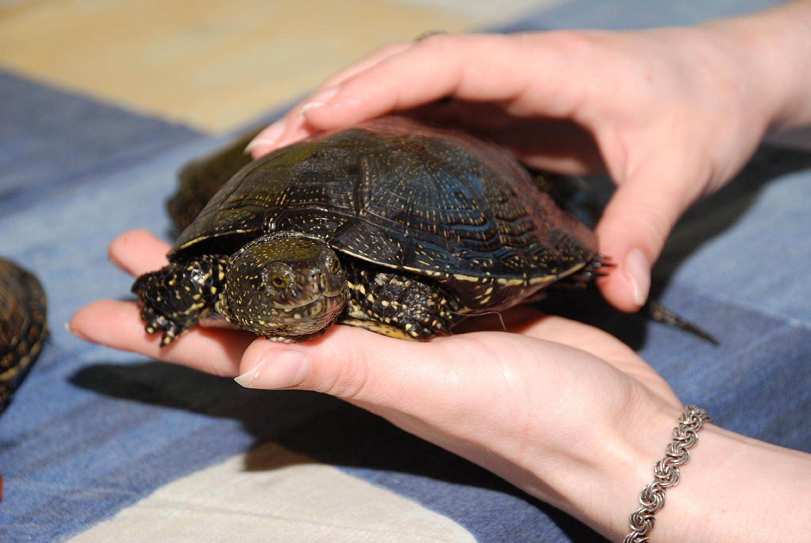 Все о европейской болотной черепахе: что едят, как содержать в домашних условиях