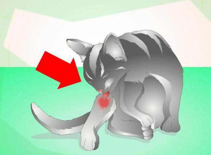 Лечение и вскрытие абсцесса у кошки: как лечить нарыв на щеке, лапе, шее или за ухом у животного в домашних условиях?
