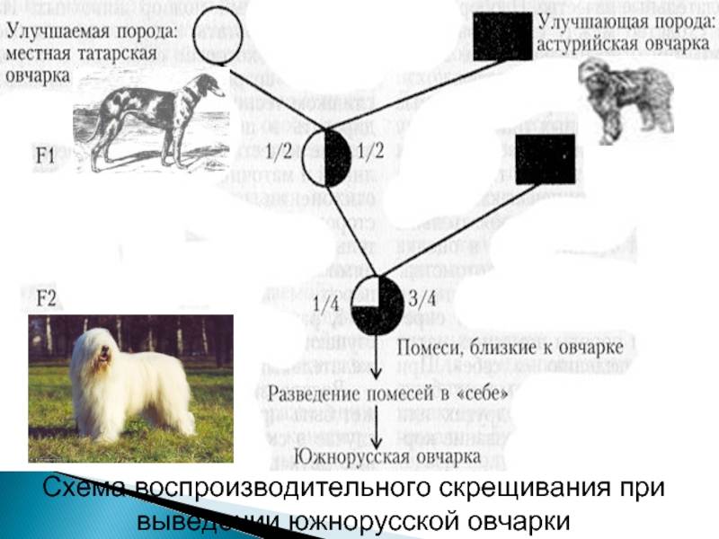 Скрещивание собак: значение метода, виды, породы