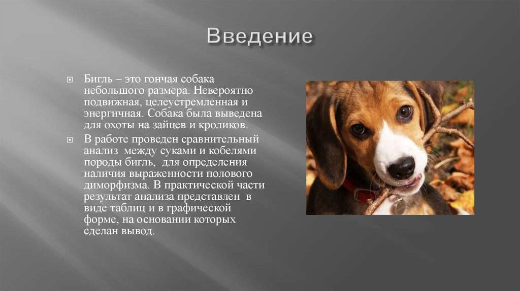 Бигль: фото собаки, цена, описание породы, характер, видео
бигль: фото собаки, цена, описание породы, характер, видео