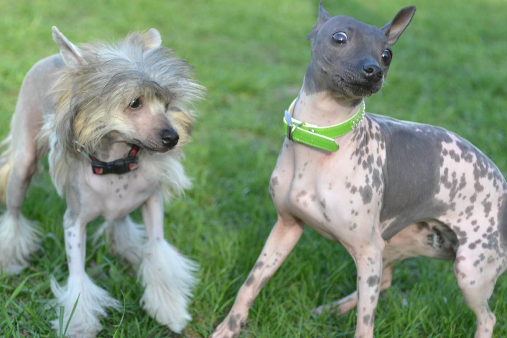 Американский голый терьер: характеристики породы собаки, фото, характер, правила ухода и содержания