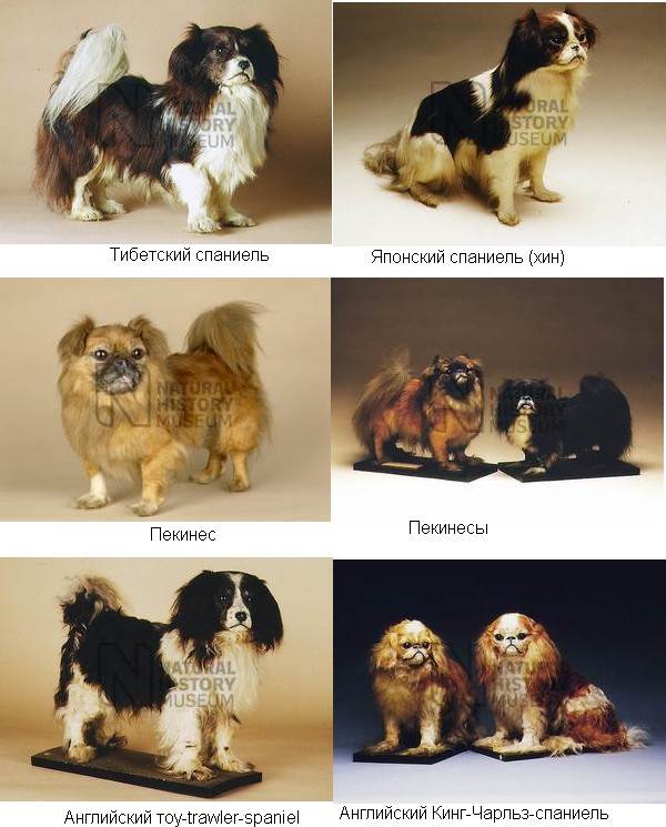Тибетский спаниель: характеристики породы собаки, фото, характер, правила ухода и содержания