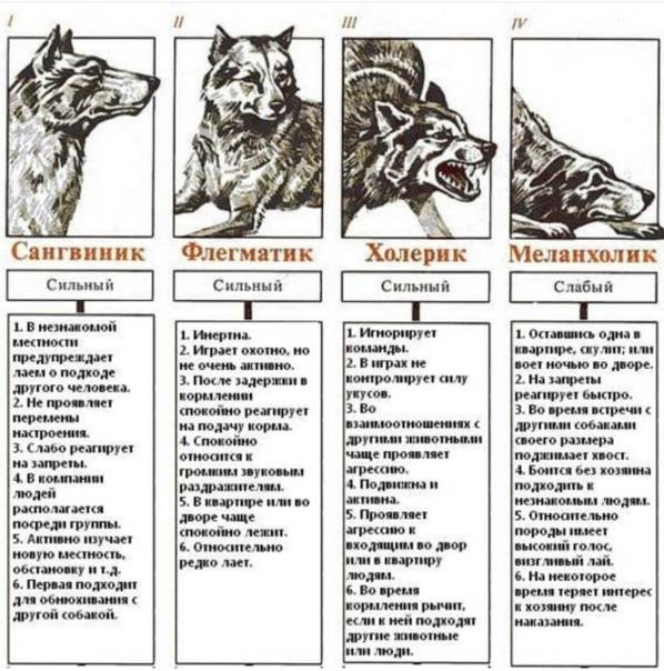Аргентинский дог: описание породы, характер собаки и щенка, фото, цена