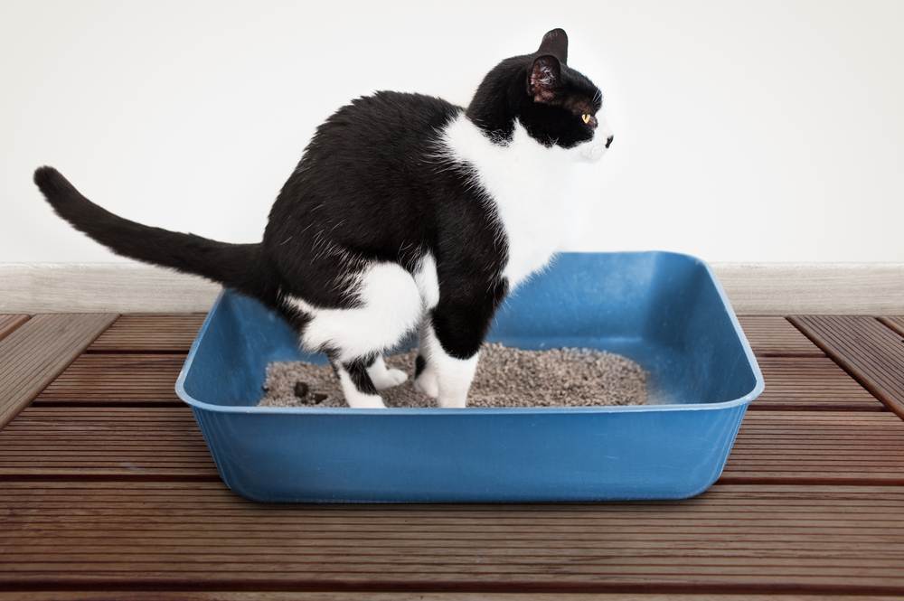 Кот не может сходить в туалет по-маленькому, по-большому: причины, советы ветеринаров, что делать? как помочь коту сходить в туалет?