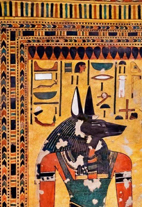Фараонова собака — история возникновения, особенности характера и дрессировки в полном обзоре от а до я!
