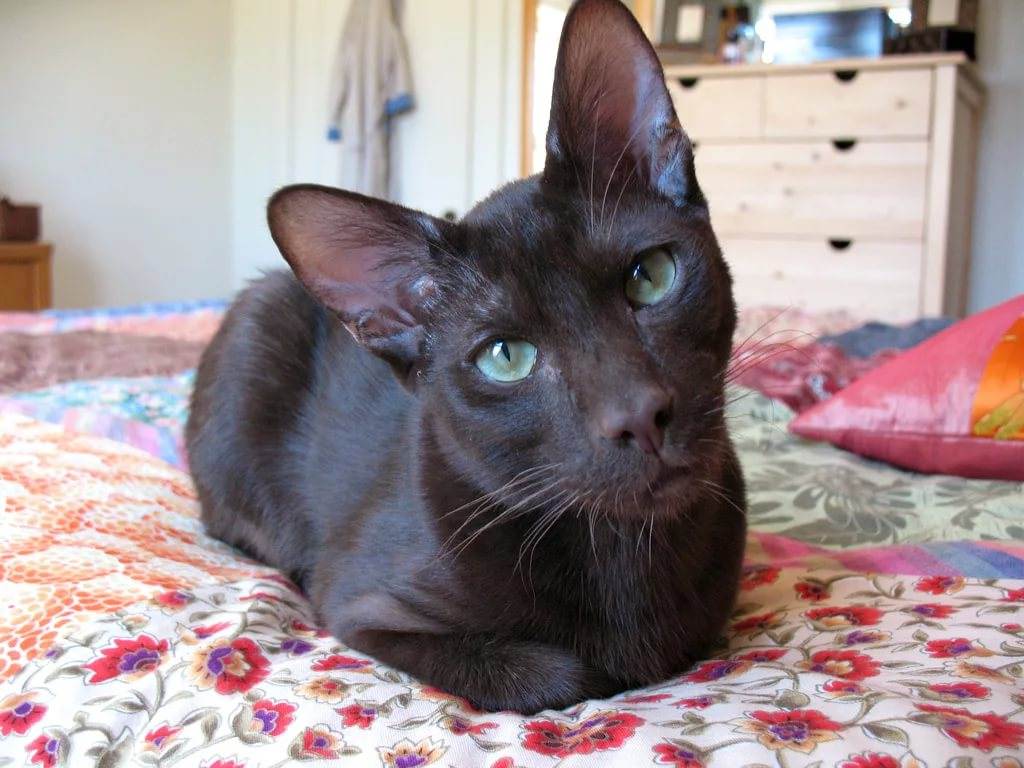 Гавана браун кошка: 30 фото с описанием породы