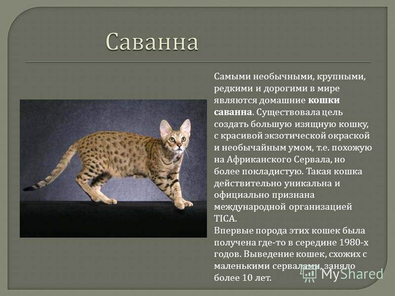20 редких видов диких кошек, о которых многие и не слышали