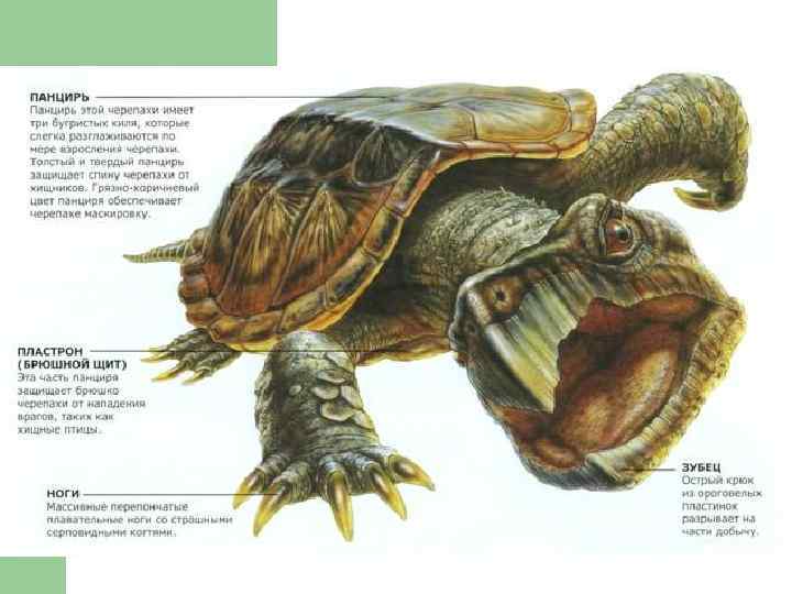 Отряд черепахи особенности строения. Анатомия черепахи красноухой. Строение панциря красноухой черепахи. Строение красноухой черепахи. Анатомия панциря черепахи.