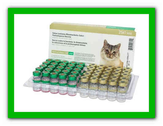 Ринотрахеит у кошек - симптомы и лечение