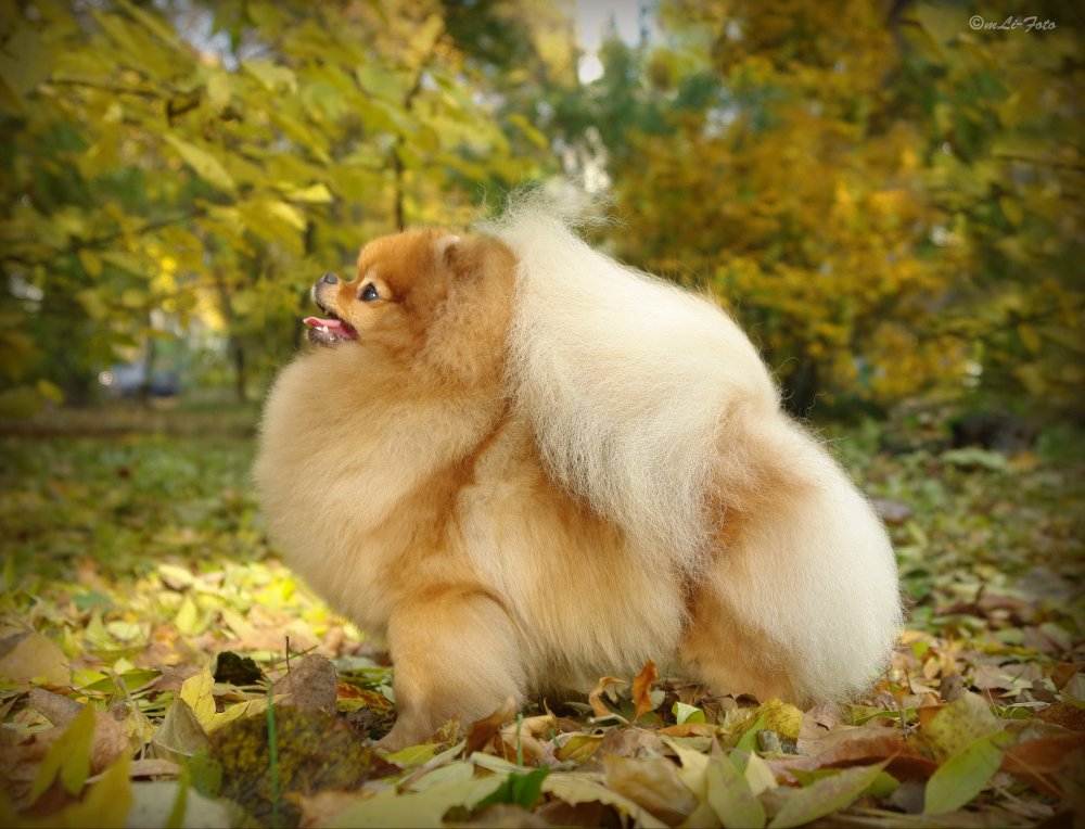 О породах:какого окраса вырастет щенок померанского шпица?