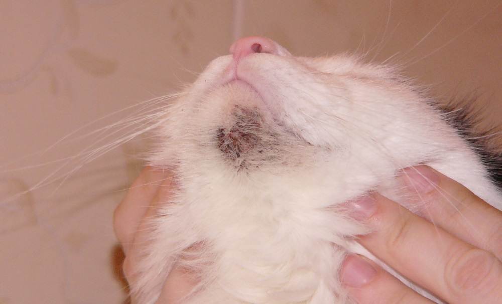 Сухой и теплый нос у кошки: что означает, причины заболевания и лечение